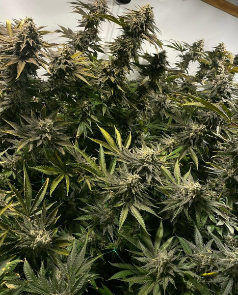 Cannabis plant with lush green leaves and buds, sculptural natural form. More in the Studio on midnineteeneightynine.com.