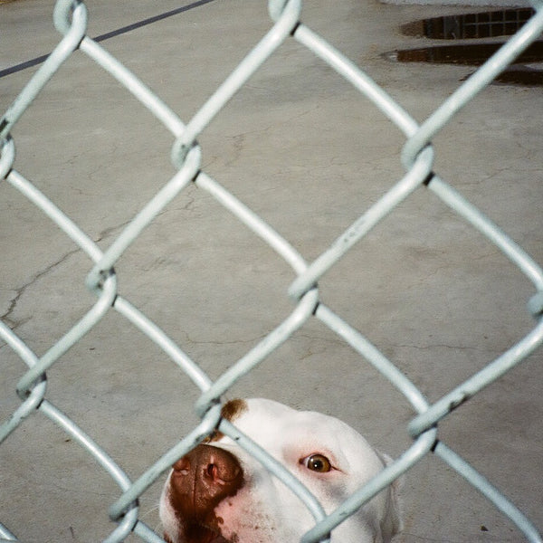 pitbull