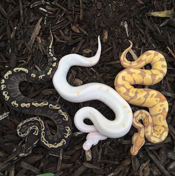 snakes
