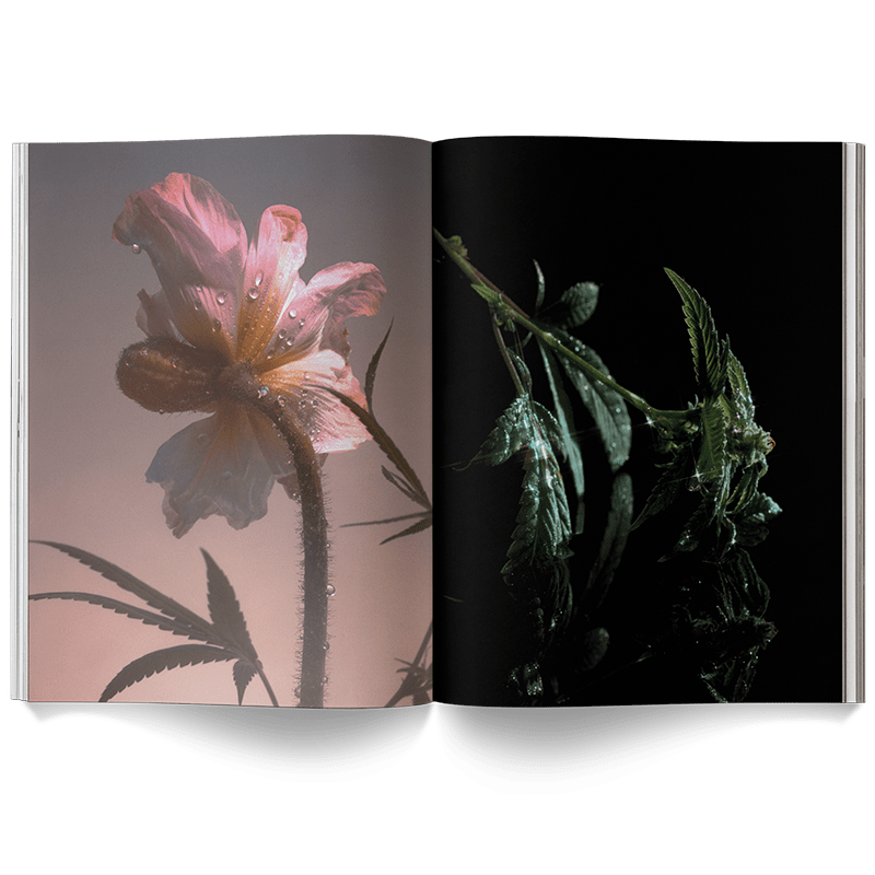 Broccoli Publications A Weed is a Flower