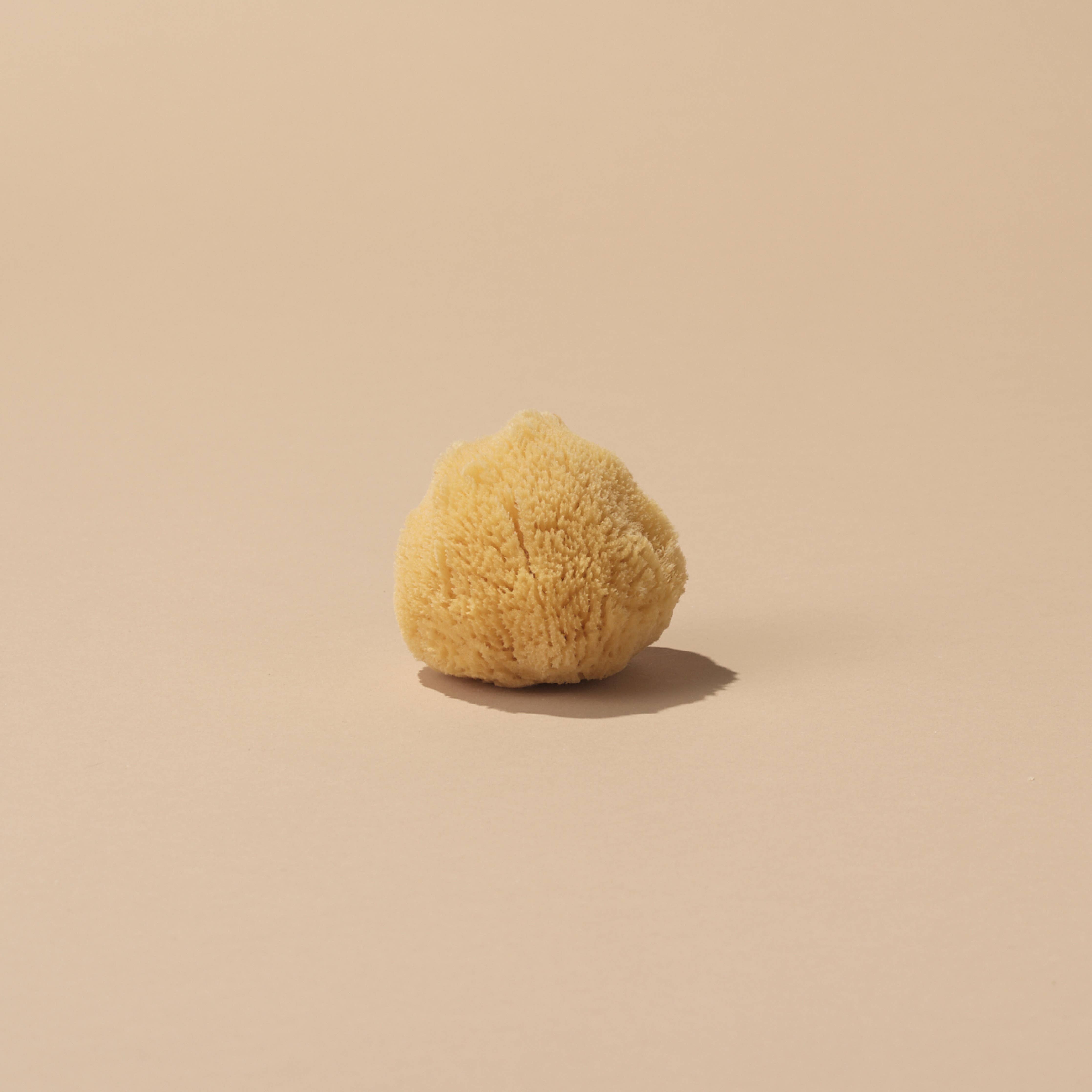 Silk Sea Sponge