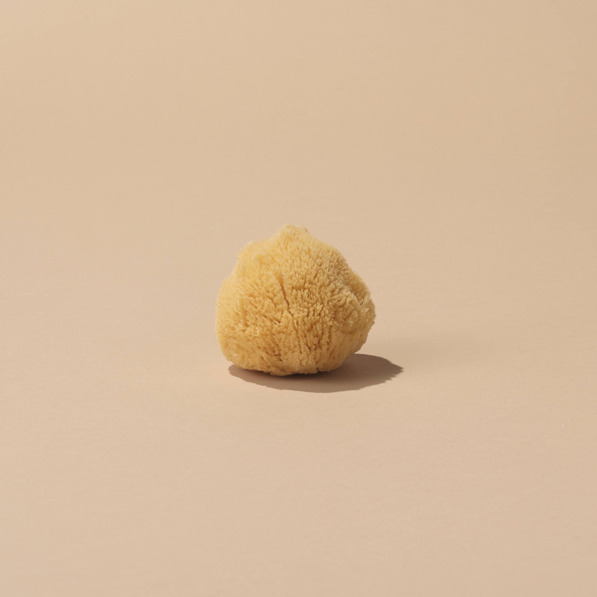 Silk Sea Sponge