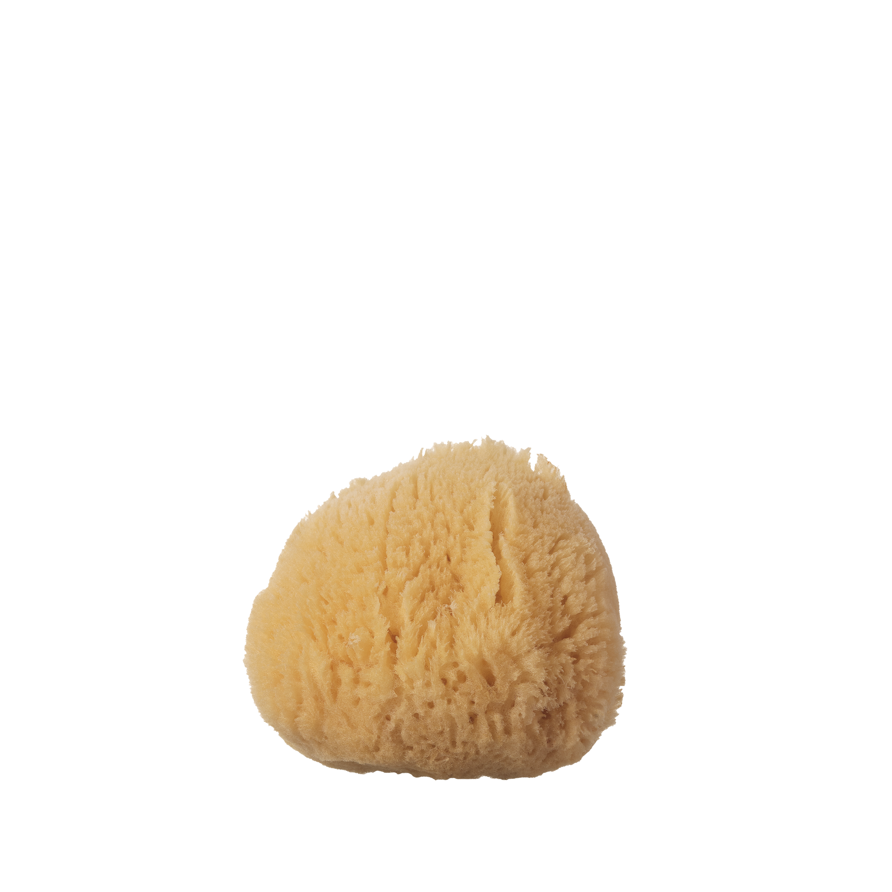Silk Sea Sponge