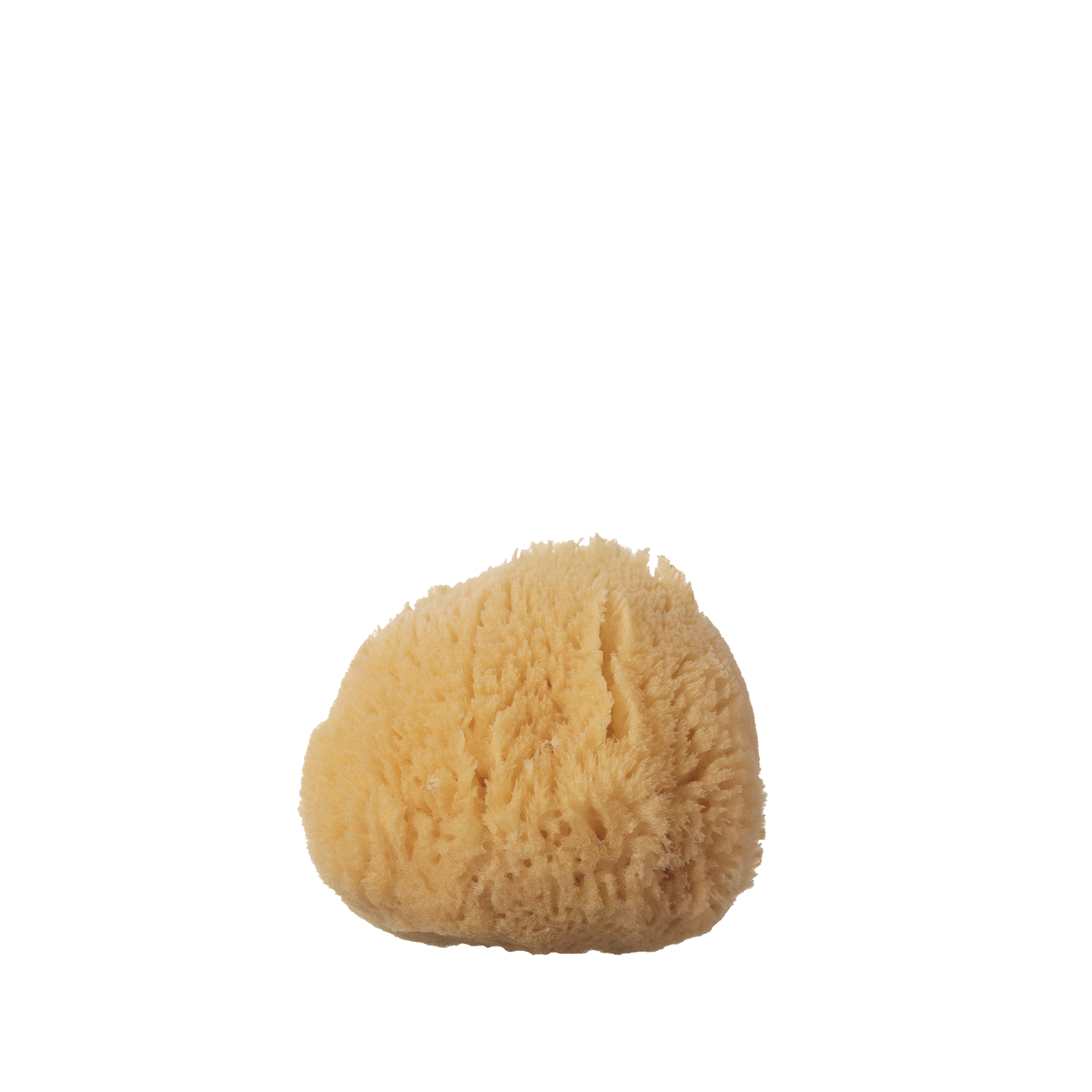 Silk Sea Sponge