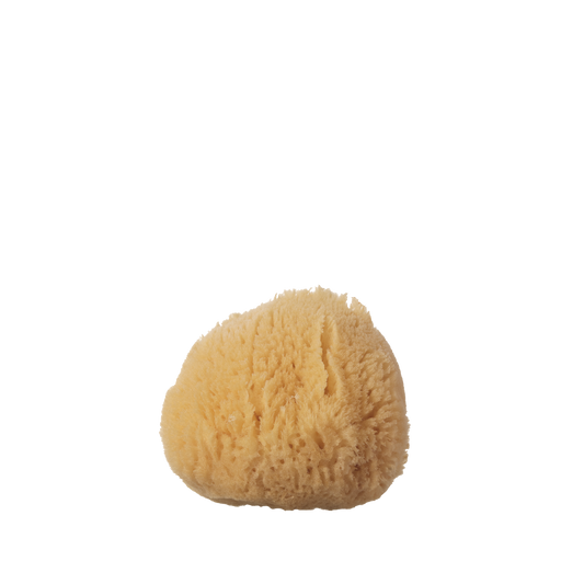 Silk Sea Sponge