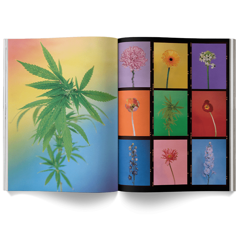 Broccoli Publications A Weed is a Flower