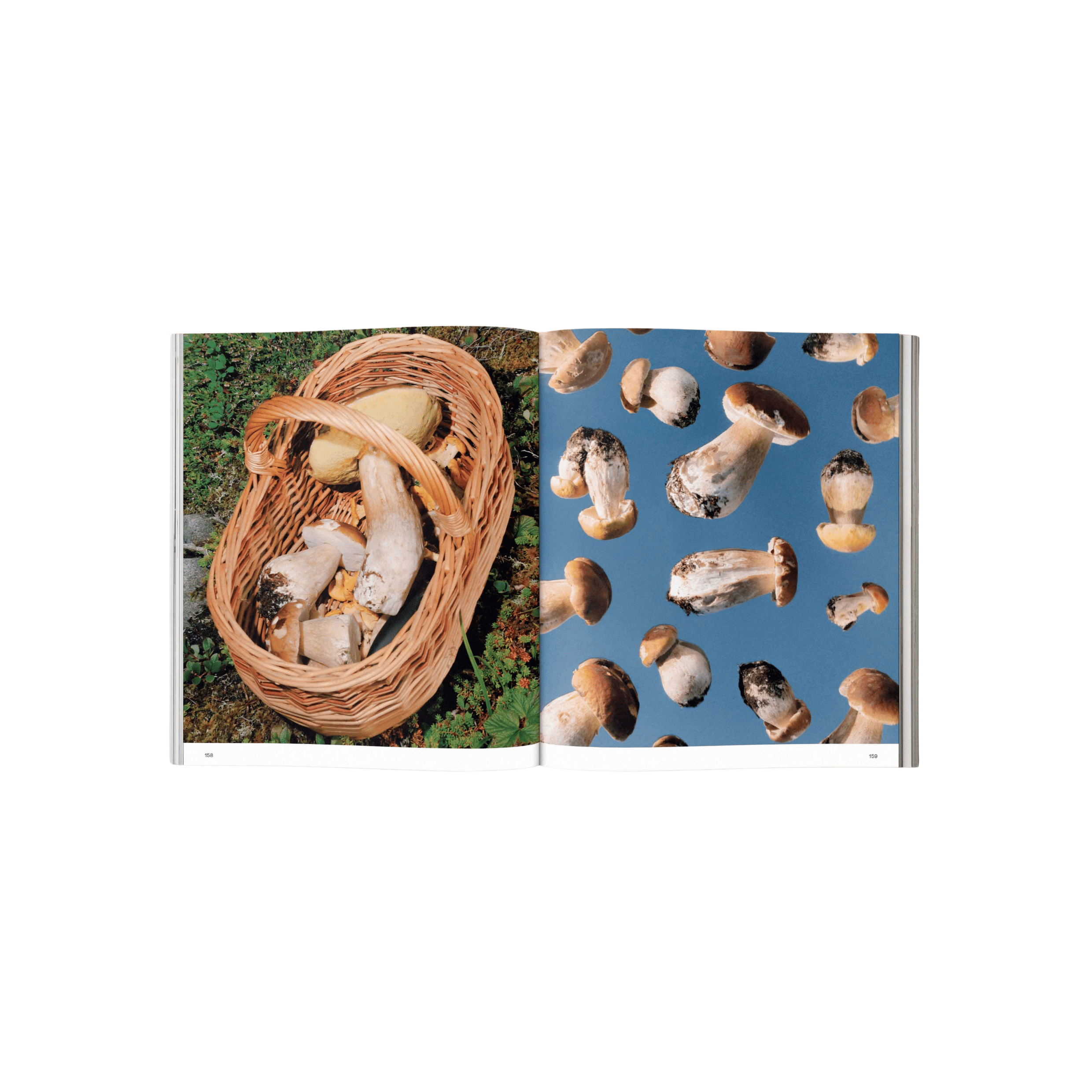 Broccoli Publications Spores