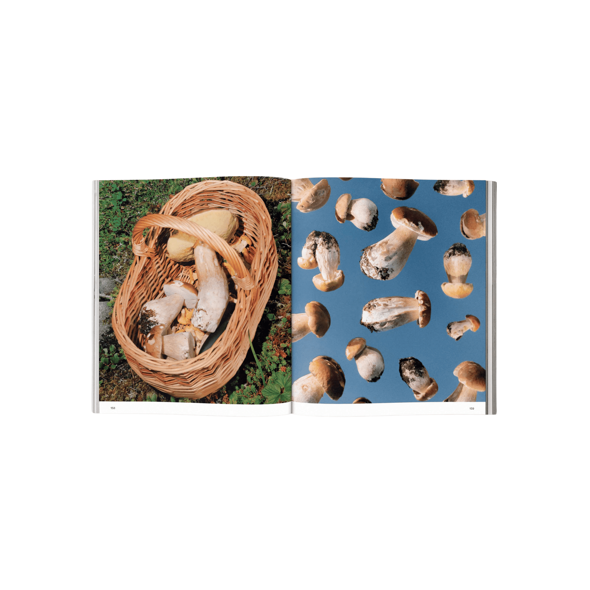Broccoli Publications Spores