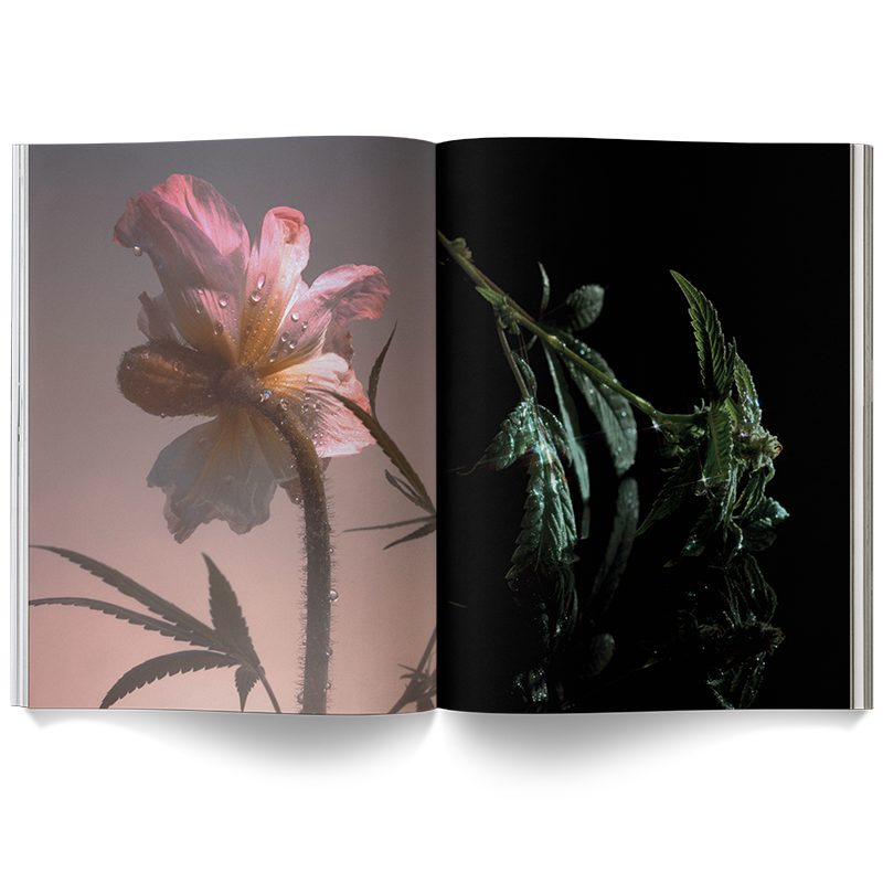 A Weed is a Flower