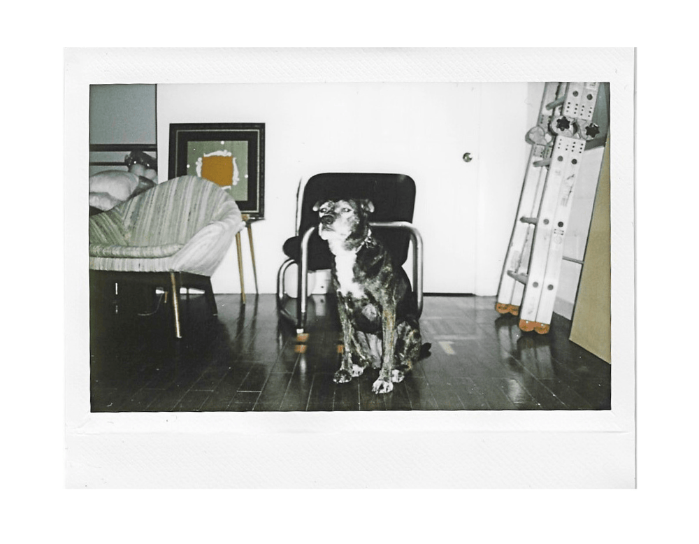Polaroid of studio with furniture and dog